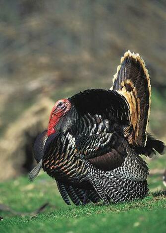 Turkey Gobbler Wallpaper Top Background
