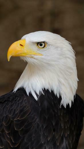 American Eagle HD Wallpaper Pre