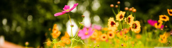 Flowers Soustons France Ultra HD Desktop Background Wallpaper