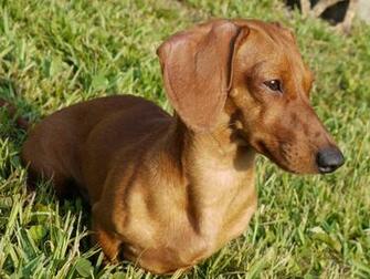 Wiener Dog Wallpaper