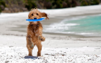 Dogs On The Beach Wallpaper