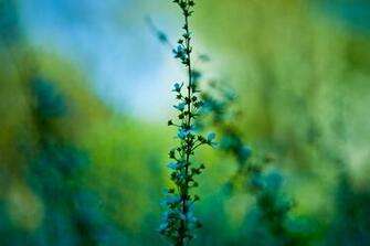Macro HD Wallpaper Background Image