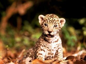 Pixel Desktop Wallpaper Cute Animal For