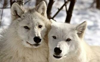 Beautiful Wallpaper Wolf