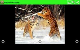 Animal Wallpaper Is Great Application This