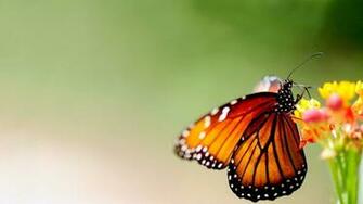 Butterfly Nature Animal Forest Color Tree HDr UltraHD Black White