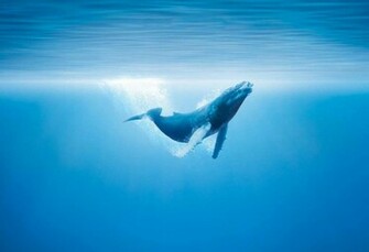 Wallpaper For Whale