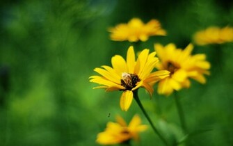 Yellow Summer Flowers Wallpaper HD