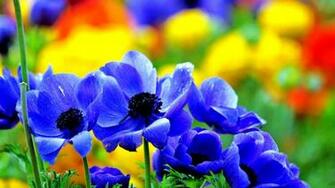 Full HD Flowers Wallpaper