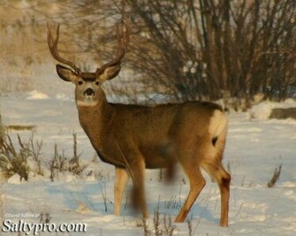 Mule Deer Wallpaper