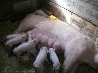 Really Cute Baby Piglets Kaw Valley Farm Tour