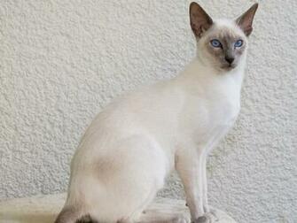 Siamese Cat Wallpaper Pictures