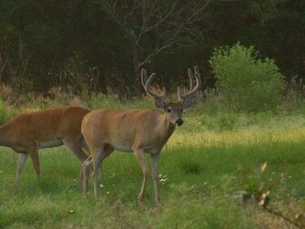 Deer Hunting Wallpaper For