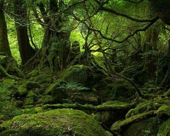 Green Forest Wallpaper