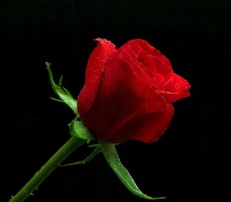 My Love Is Like A Red Rose By Eleda