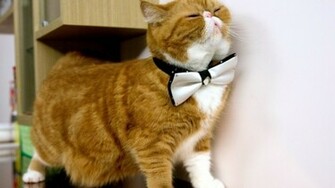 Current Location Home Animals Cats Cat With Bow Tie Wallpaper