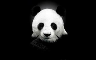 Giant Panda Black And White Wallpaper