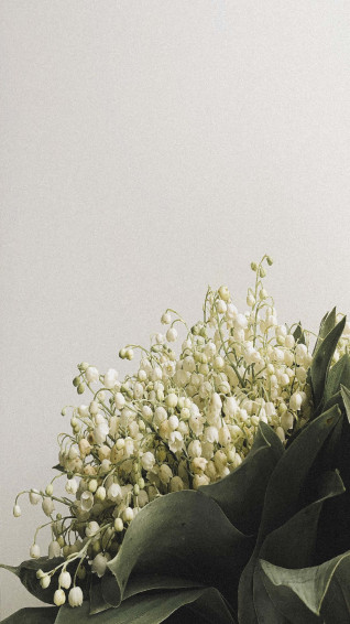 Lily Of The Valley Wallpaper