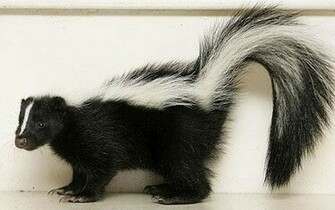 Wallpaper Skunk