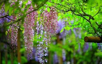 Sun Shines Wisteria Flowers Wallpaper