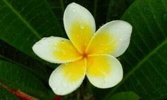 Plumeria Frangipani HD Wallpaper High Definition