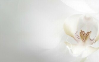 Download Background White Gallery Wedding Background Design [1600x1067