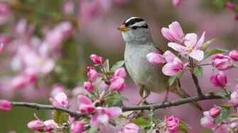 Spring Animal Desktop Background HD