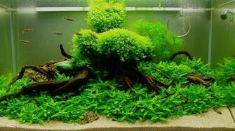 Image Result For Aquascape Wallpaper HD Planted Aquarium