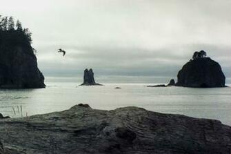 La Push Beach By Pumatooth
