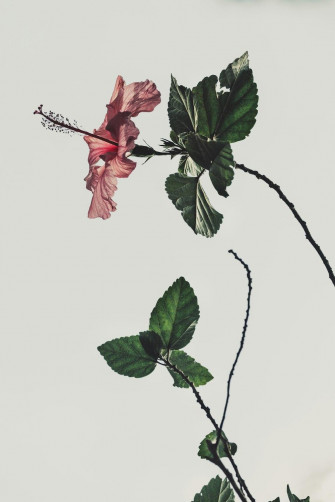 Flowers Aesthetic Pictures Image