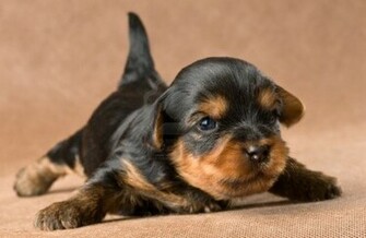 Yorkshire Terrier Puppies Yorkie Wallpaper