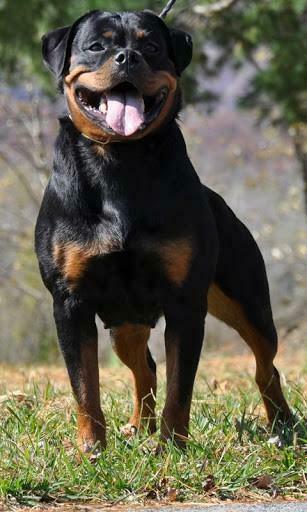 Bigger Rottweilers Dog Wallpaper For Android Screenshot