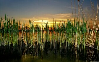 Wallpaper HD Widescreen Desktop Background Image