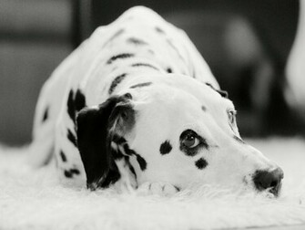 Dalmatian Wallpaper Funny Animals