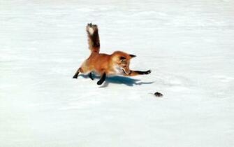Wallpaper Background Cool Layouts Foxandmouse Image Fox