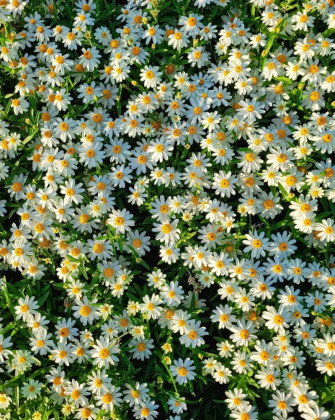 Wildflowers Wallpaper