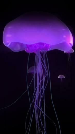 Purple Jellyfish Cool HD Wallpaper For iPhone 5