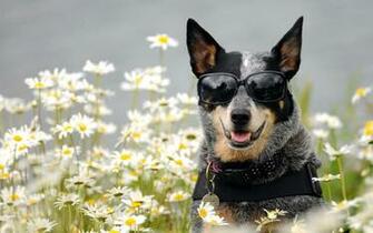 Australian Cattle Dog HD Wallpaper Background Image