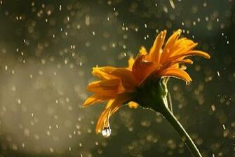 Beautiful Picture And Wallpaper Of Flower In Rain Flowers