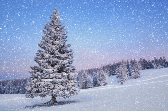 Pine Tree Snowfall Snow Nature Winter HD Wallpaper