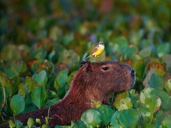 Capibara Wallpaper And Background Animals Town