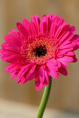 Pink Gerber Daisy iPhone HD Wallpaper