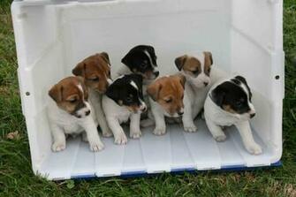 Jack Russell Terrier Wallpaper