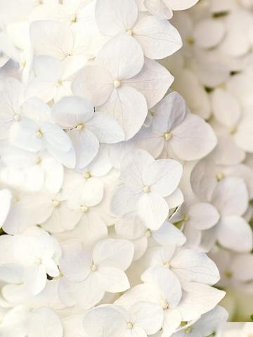 White Flower iPhone Wallpaper On