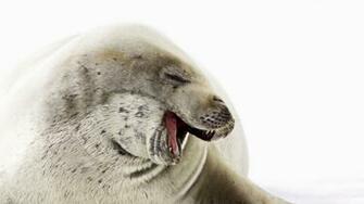 Winter Sea Dog HD Wallpaper Search More Animals High