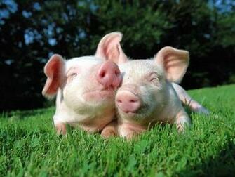 Pigs Value Their Dom And Seek Companionship I Need Another