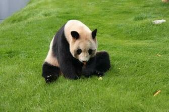 Giant Panda Wallpaper Pictures Image