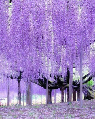 Purple Tree Wallpaper