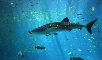 The Most Awesome Wallpaper For People Who Love Shark Week Gallery