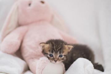 Kitten Wallpaper HD Hq